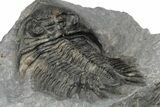Spiny Delocare (Saharops) Trilobite - Bou Lachrhal, Morocco #204801-2